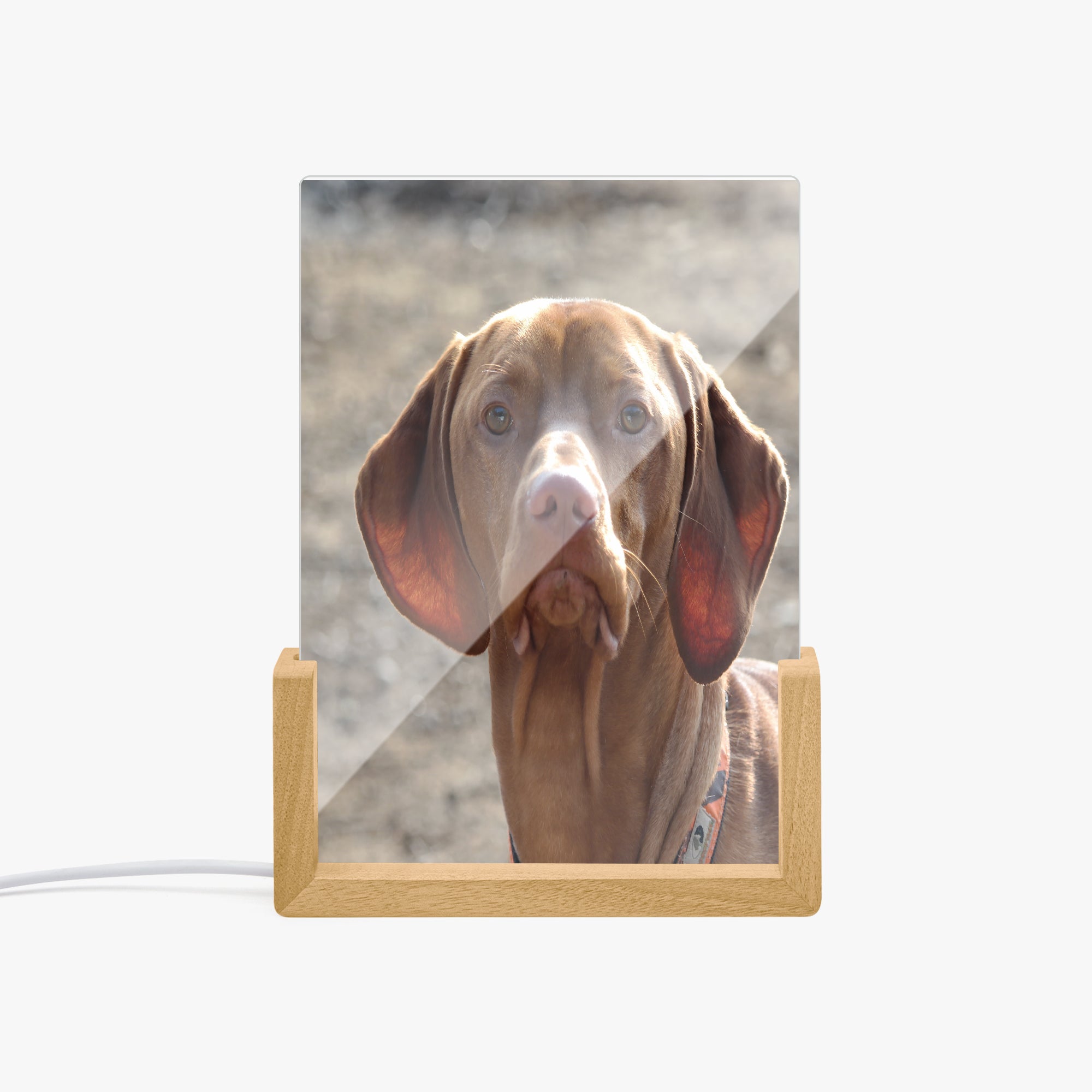 https://jetprint-hkoss.oss-accelerate.aliyuncs.com/merchantUpload/64210/260913b69a614b17b1344a04a3c92d3f.jpg